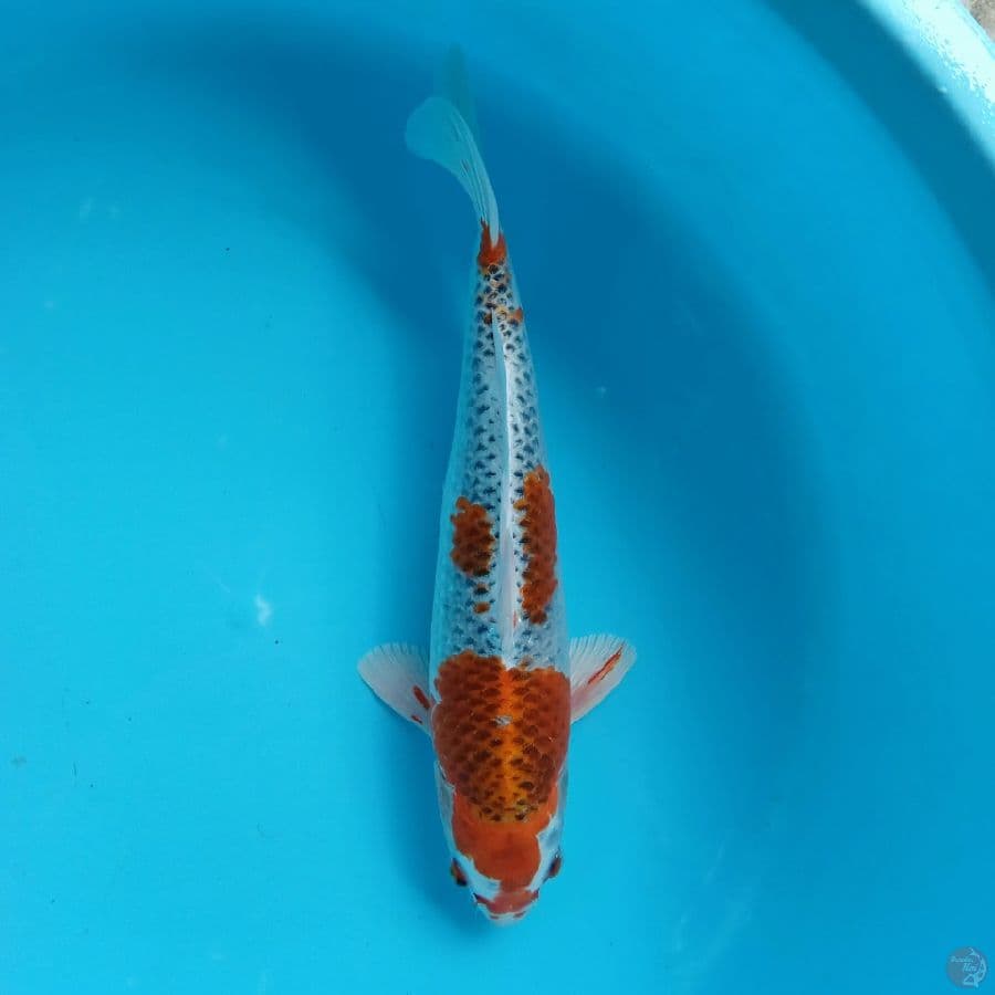 KUJAKU 33CM