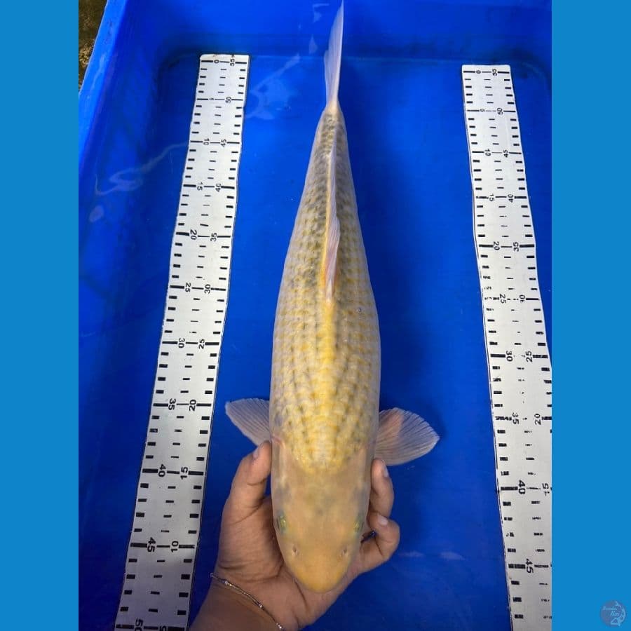 karashi 48 cm