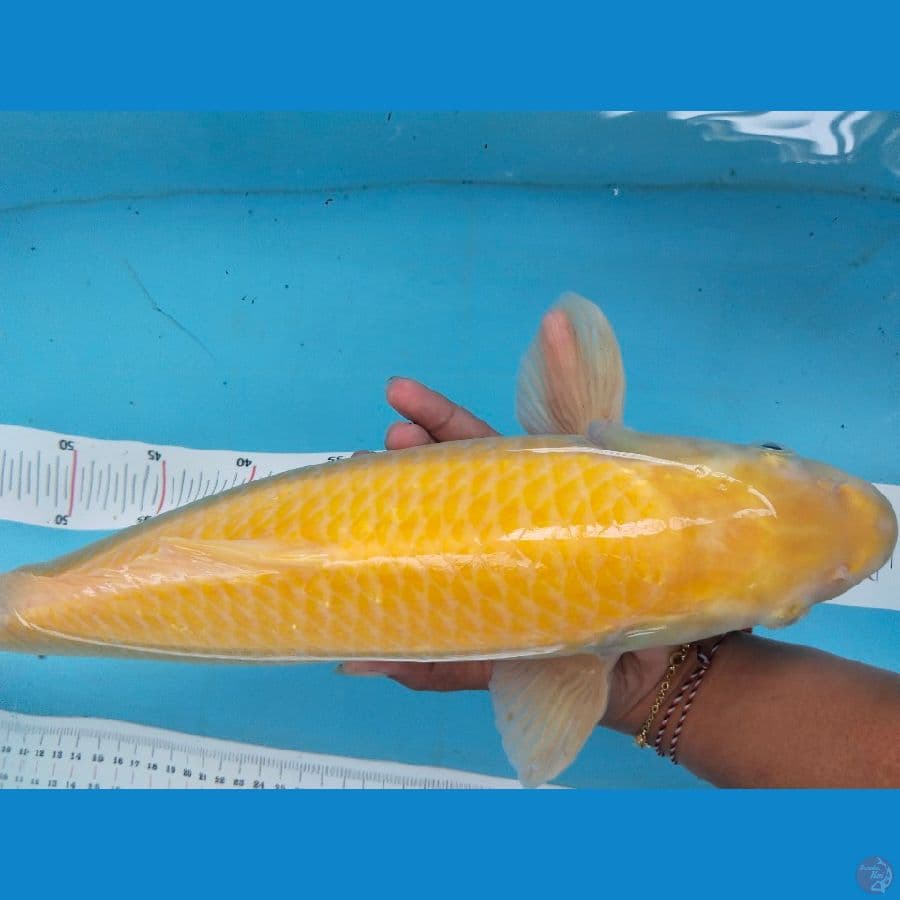 karasi 43cm jantan