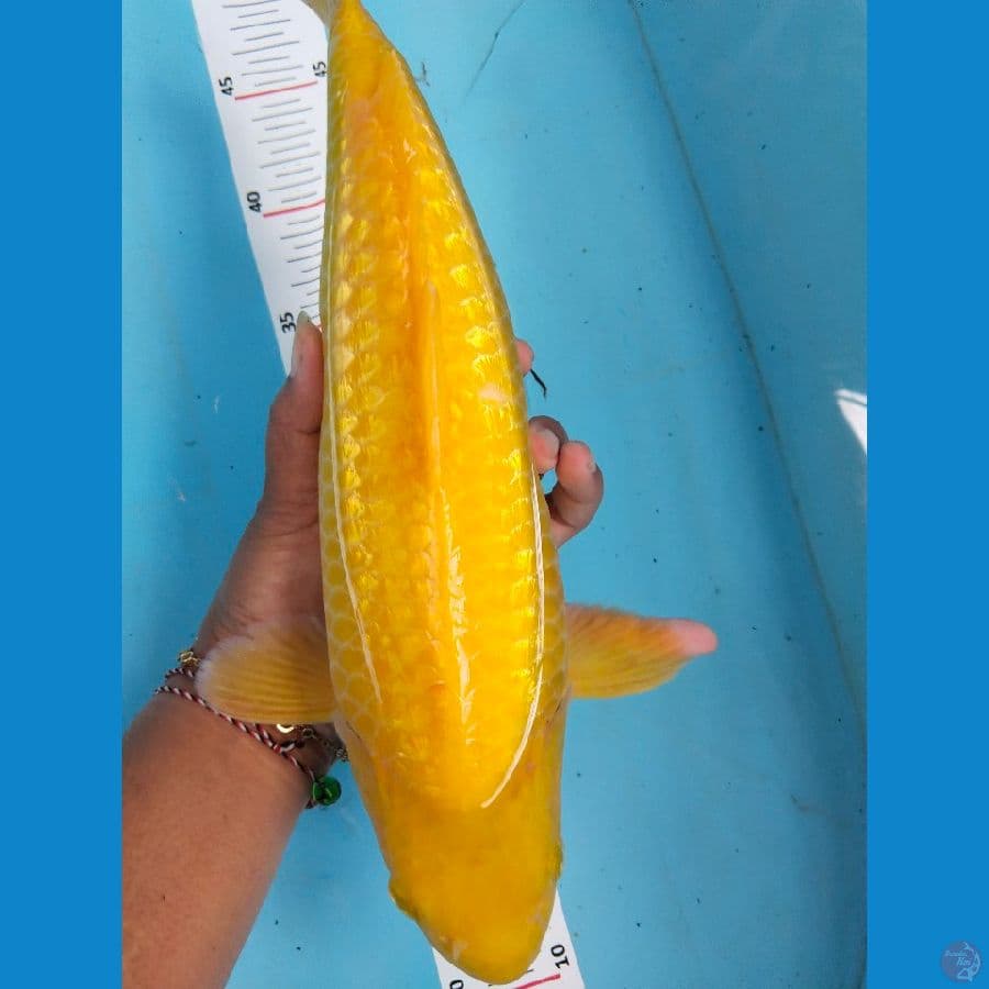 karasi lemon ginrin 34cm