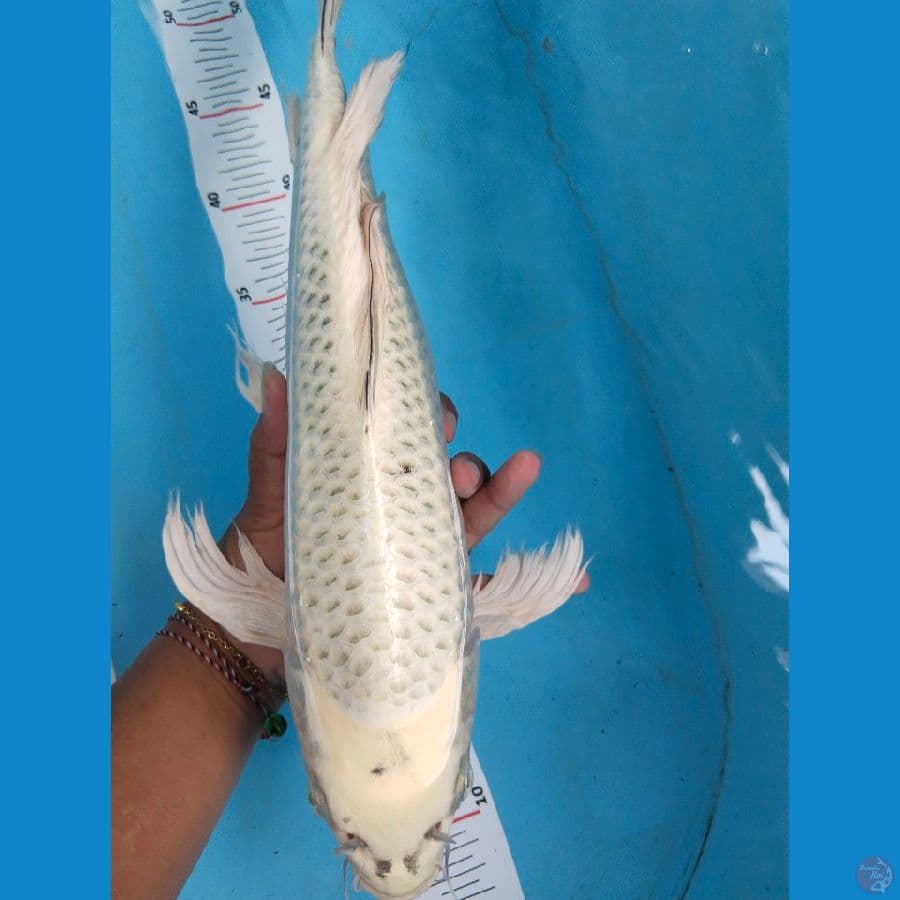 mukasi sleyer 42cm