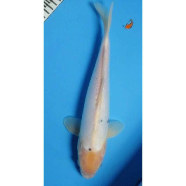 Doitshu 30CM