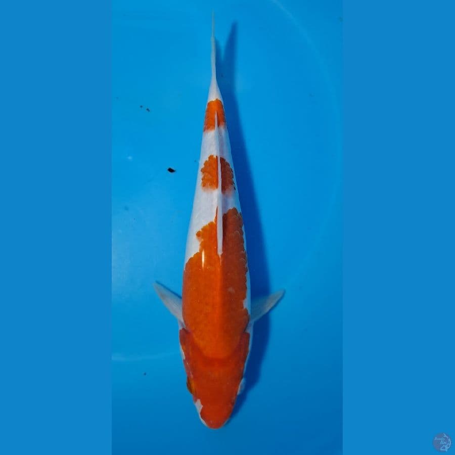 kohaku 25cm 