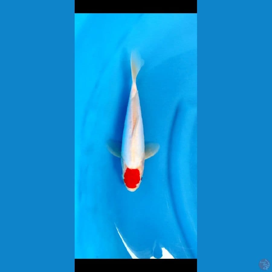 tc kohaku 27 cm original