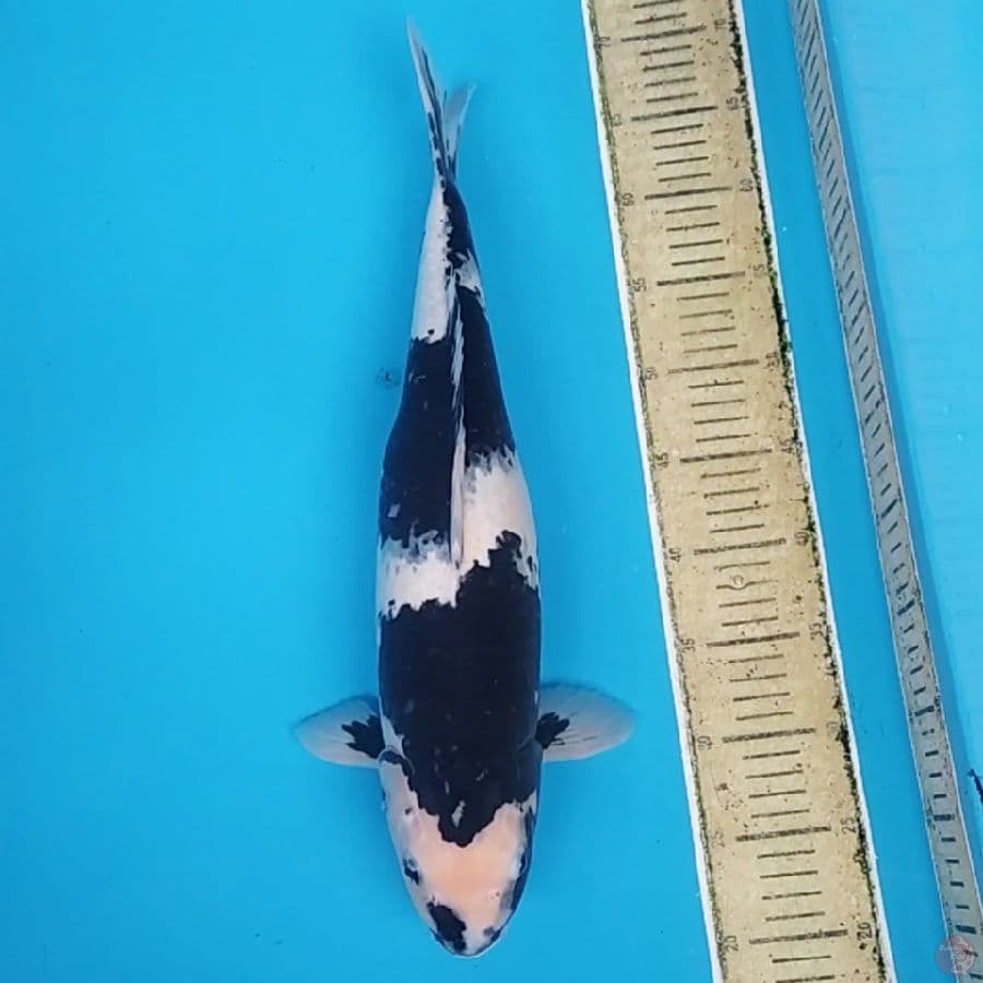 Shiro Utsuri Jumbo ~48 F