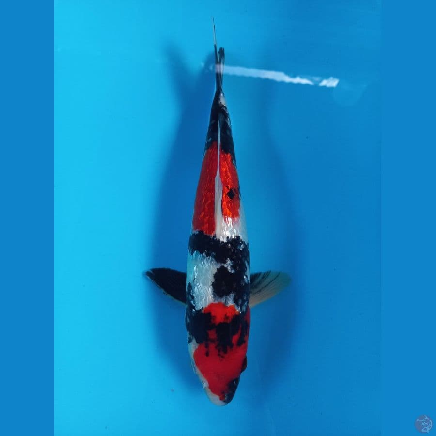 showa ginrin male 32cm