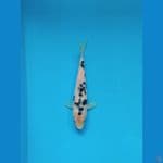 18 cm Bekko Bahan Keeping