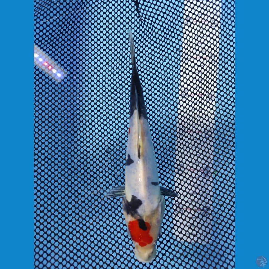 doitsu original 16cm