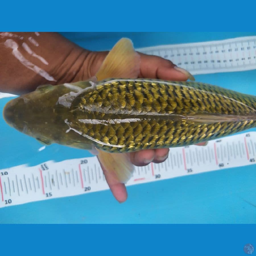 midori 35 cm bpdy grandong jantan