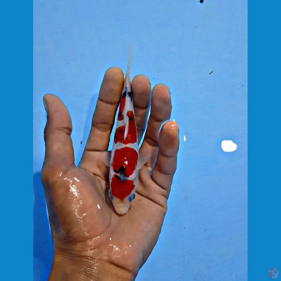 15cm doit