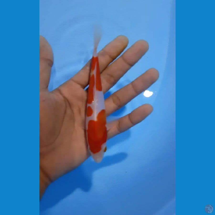 14cm doit