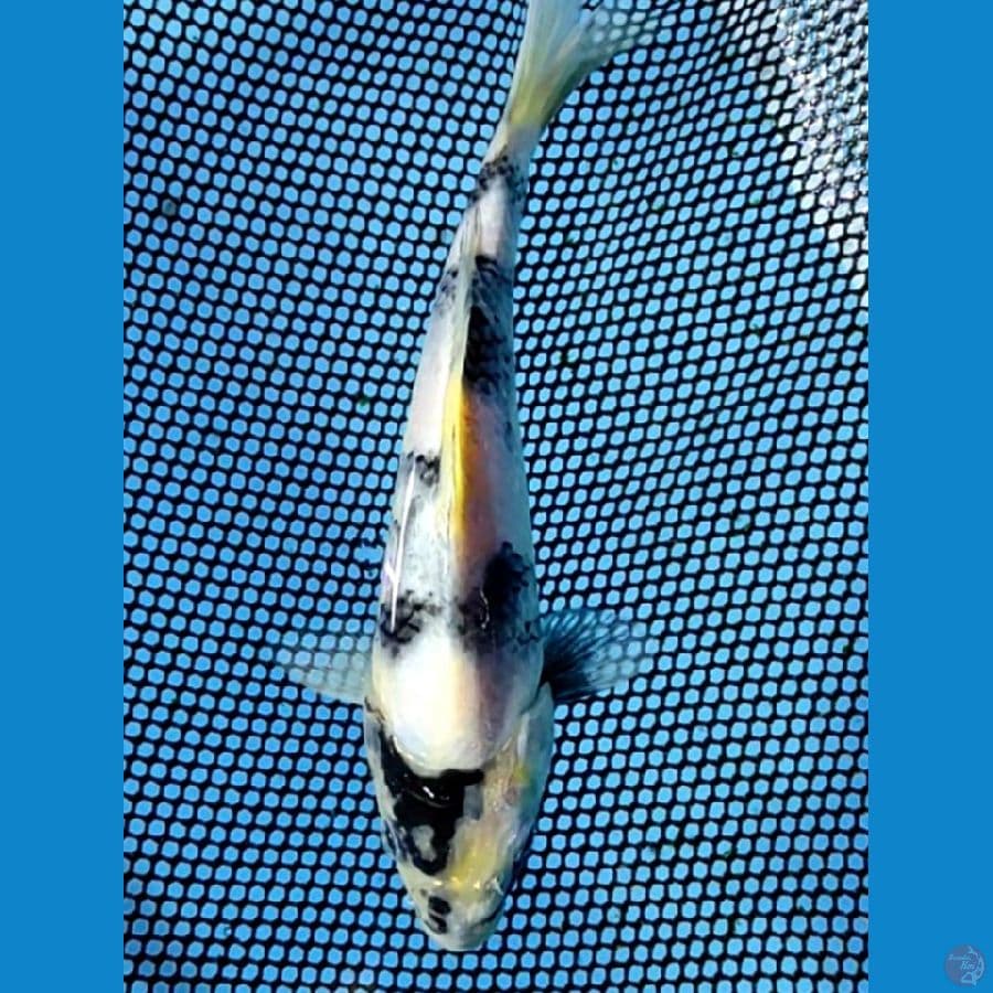 17cm
