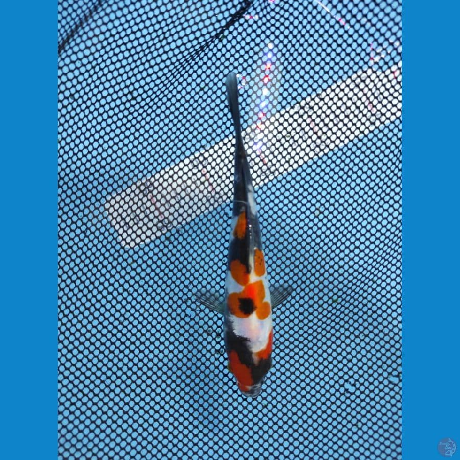 16cm maruten showa doitsu ori