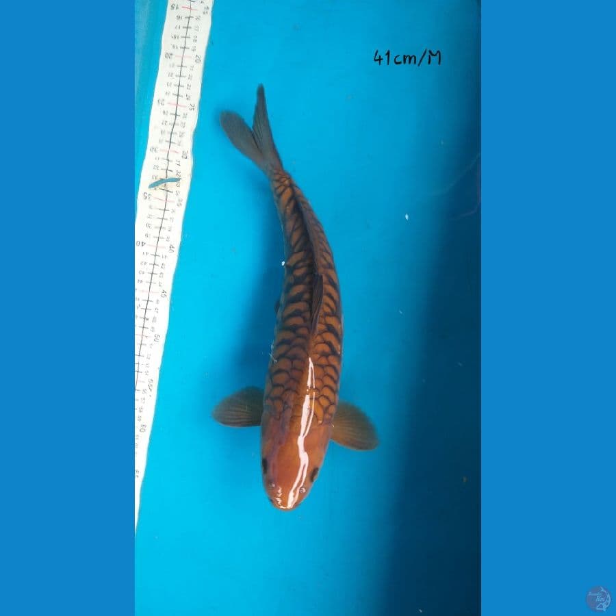 Chagoi Aragoke 41cm/M