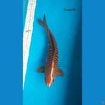 Chagoi Aragoke 41cm/M