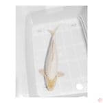 siromuji 45 cm male