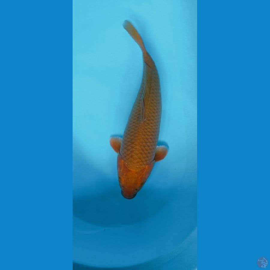 CAGOI 42CM MALE
