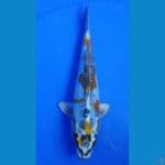 23cm, kikokuryu 