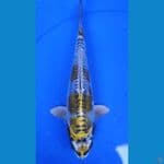 27cm, gold kikokuryu pola dan ring rapi