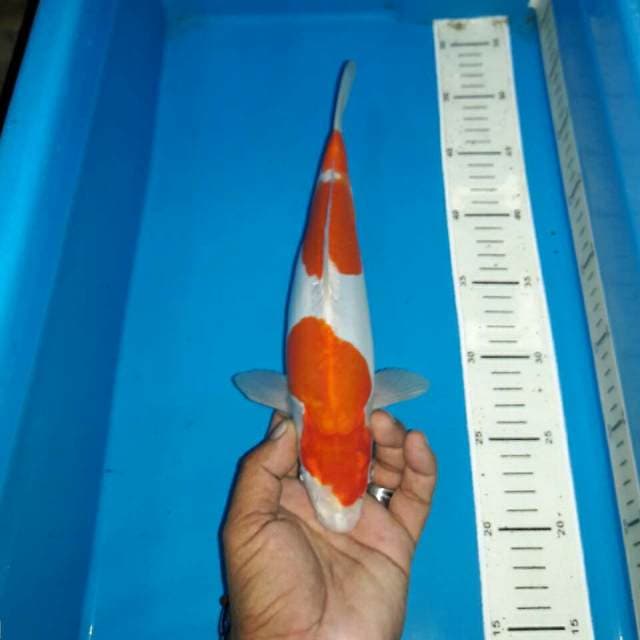 Kohaku doitshu