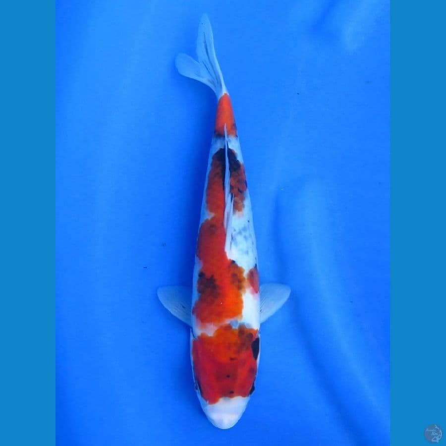 F1  Showa, 24cm 