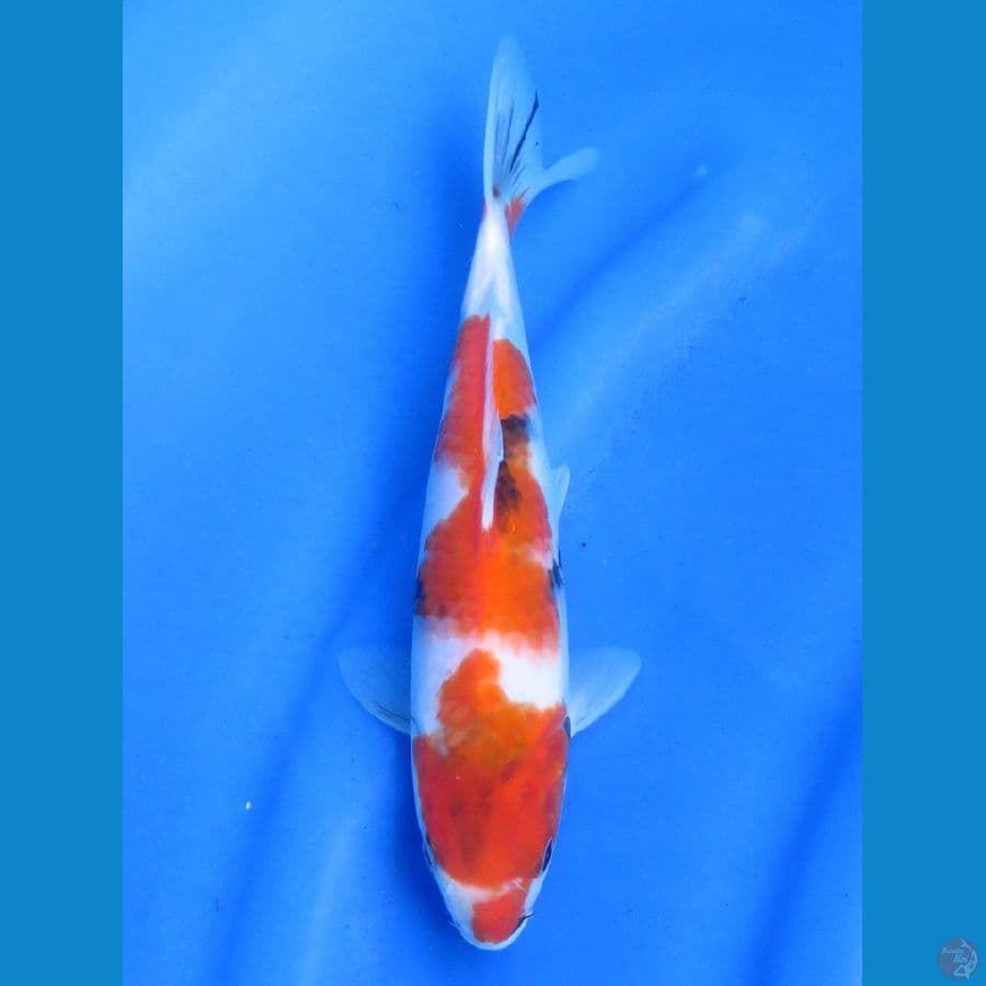F1 Isa Showa, 24 cm