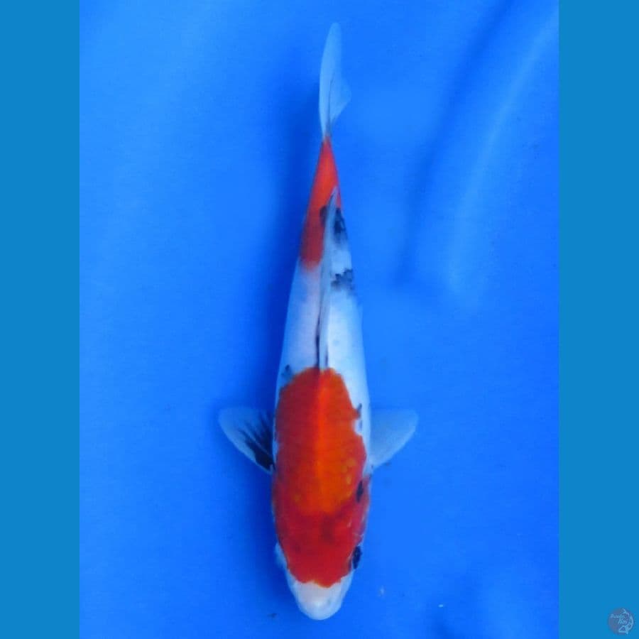 F1 Showa, 24cm