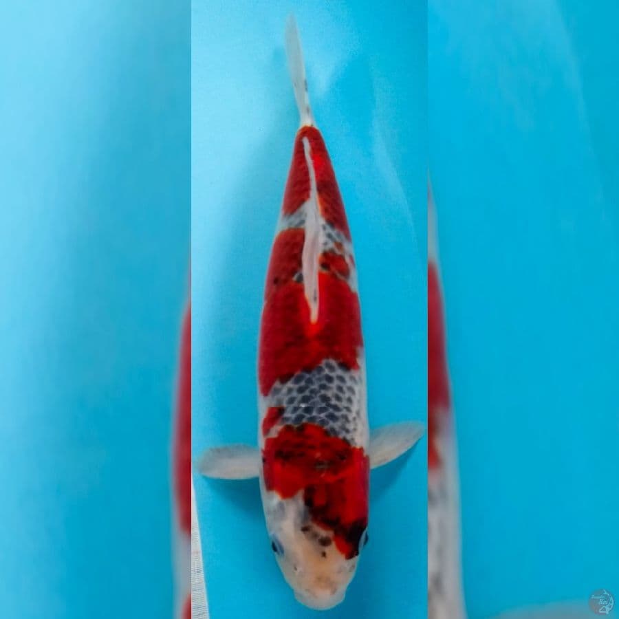 koromo goshiki 40cm male