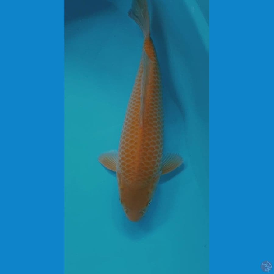 KARASI CORN 33CM MALE