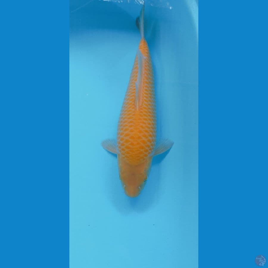 KARASI CORN 34CM MALE