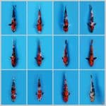 Paket Mix Berkualitas Showa,Shiro,ginrin 12 ekor
