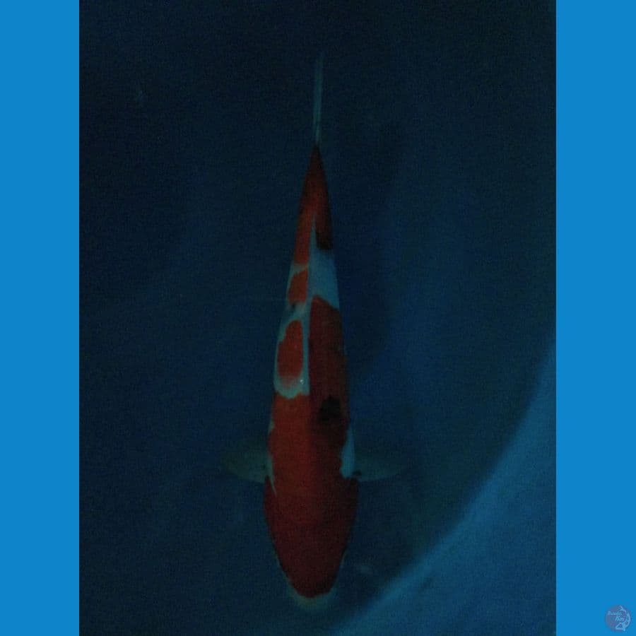 sowa tategoi 30cm 