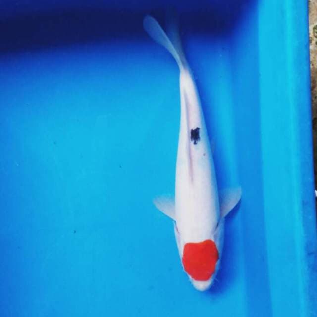 Tancho sanke ori 28cm