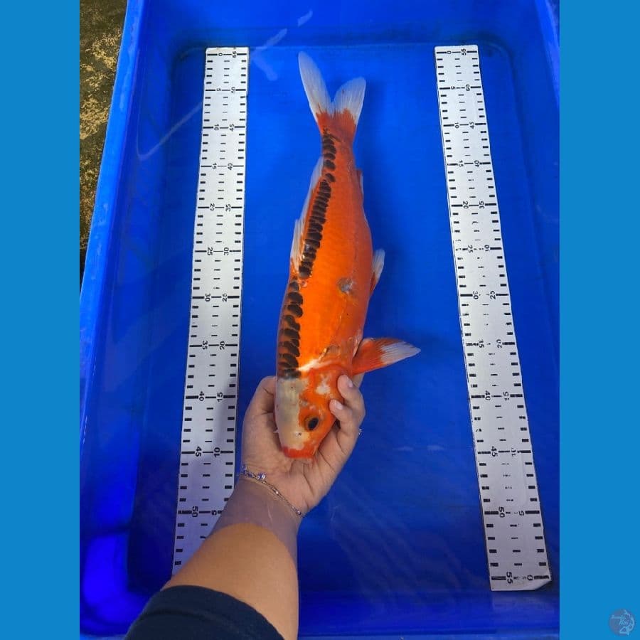 shushui jantan 40 cm
