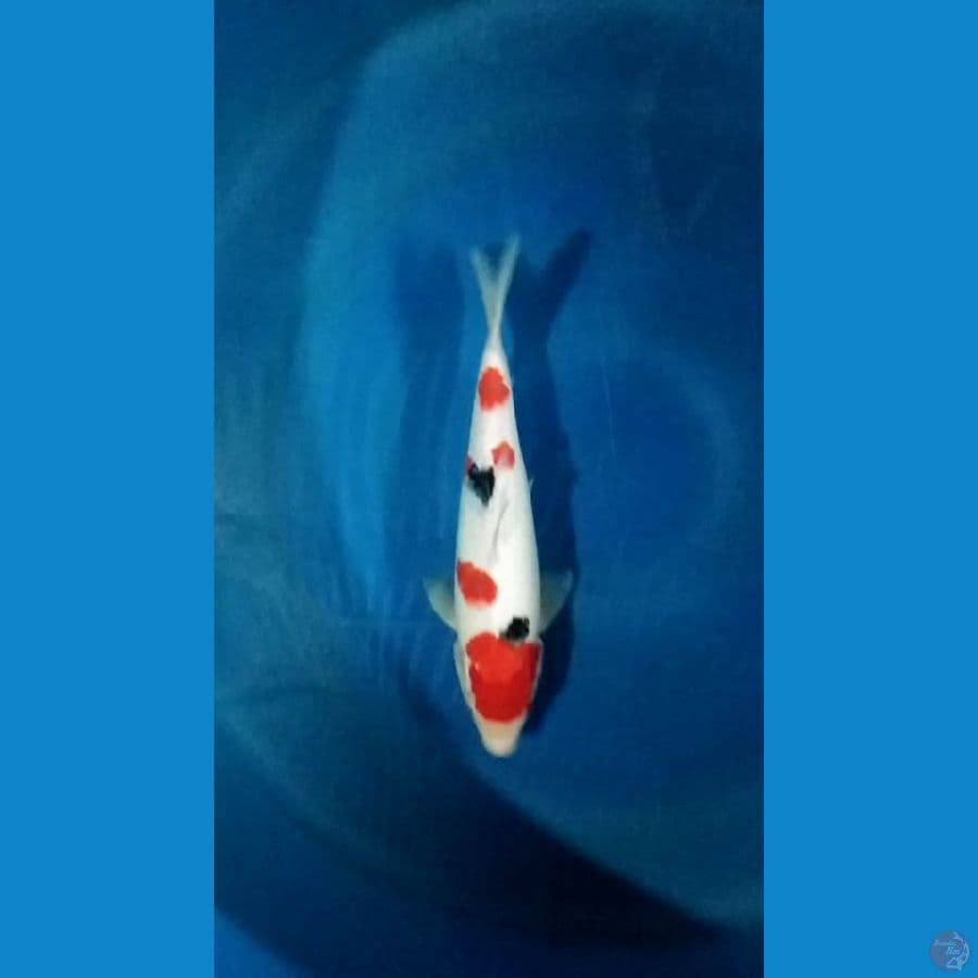 sanke 30cm