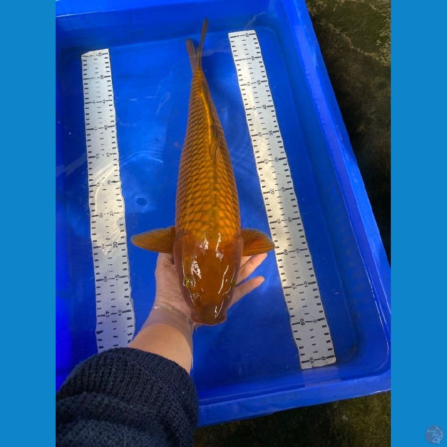 chagoi jumbo 50 cm