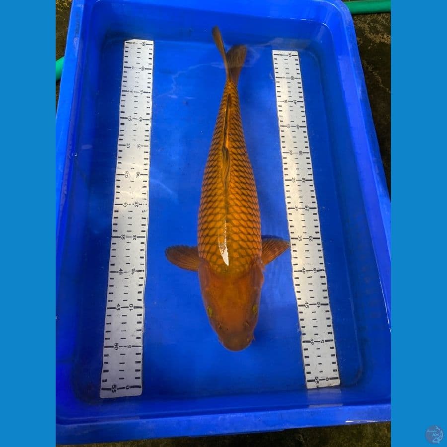 chagoi jumbo 50 cm