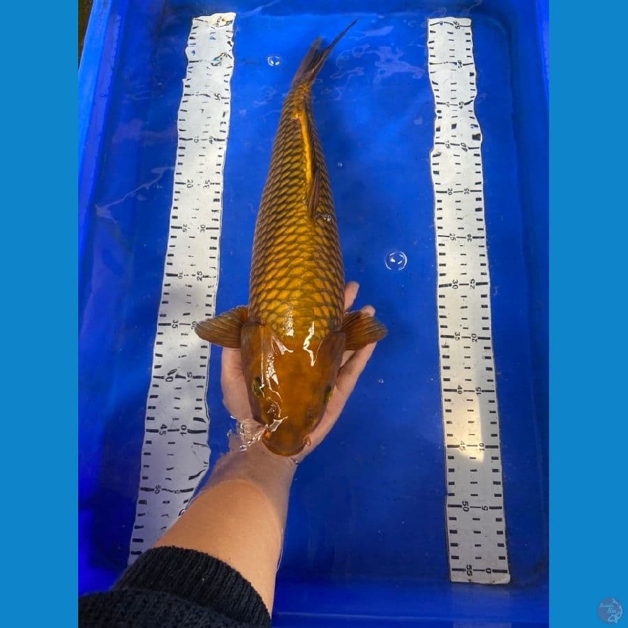 chagoi 44 cm