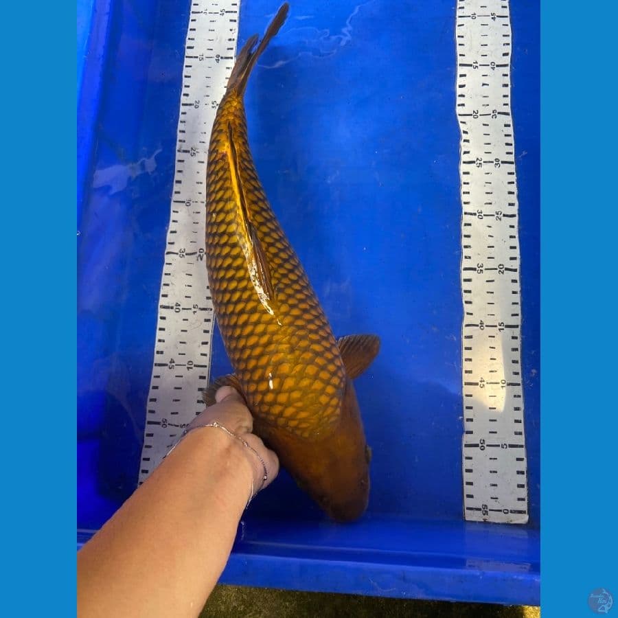 chagoi 44 cm