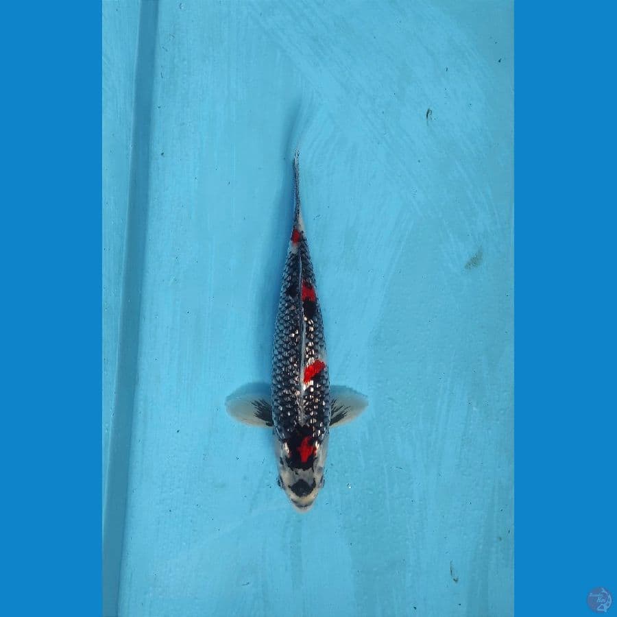 kawabake gindrind 30cm