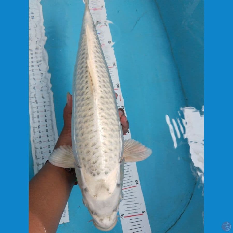 mukasi 41cm