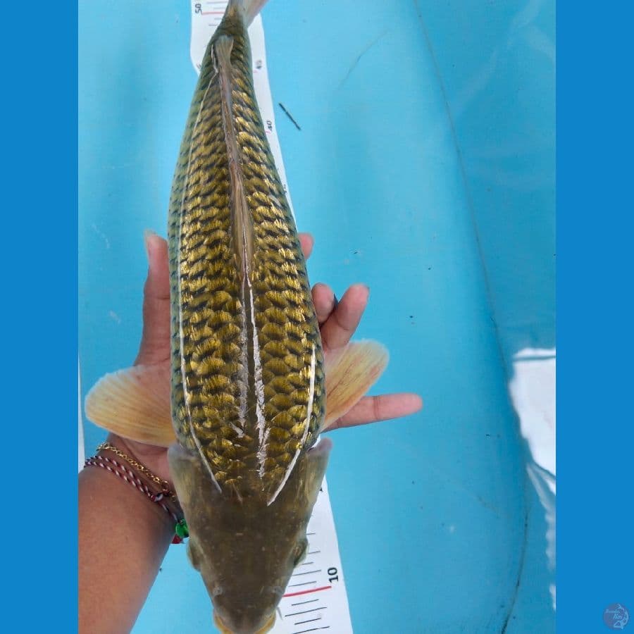 midori ginrin jantan 35cm