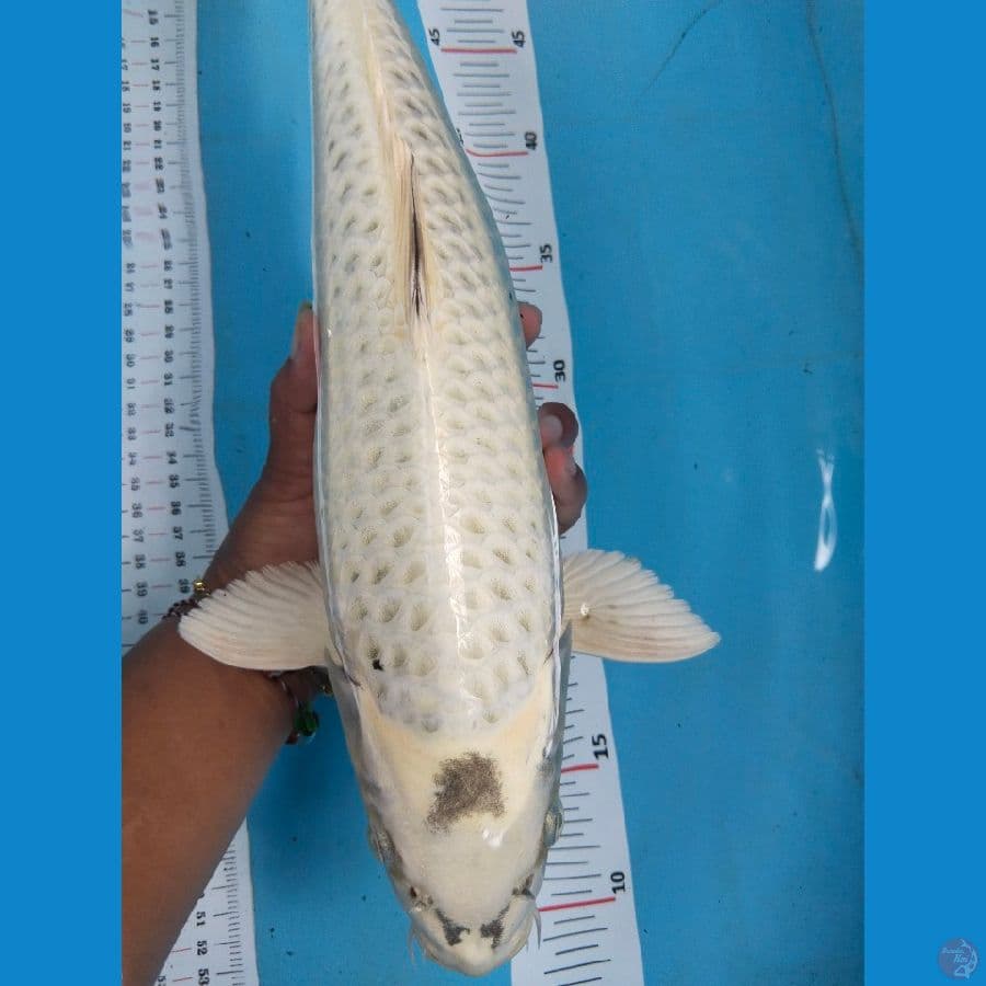 mukasi 40cm