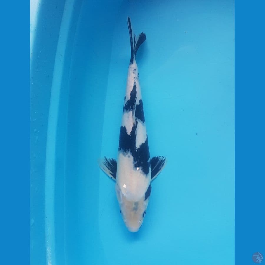 shiro 33cm