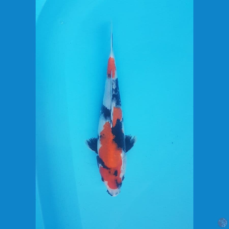 showa 30cm