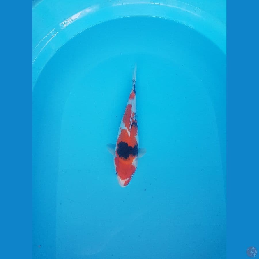 showa 26cm