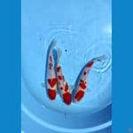 kohaku 30bu