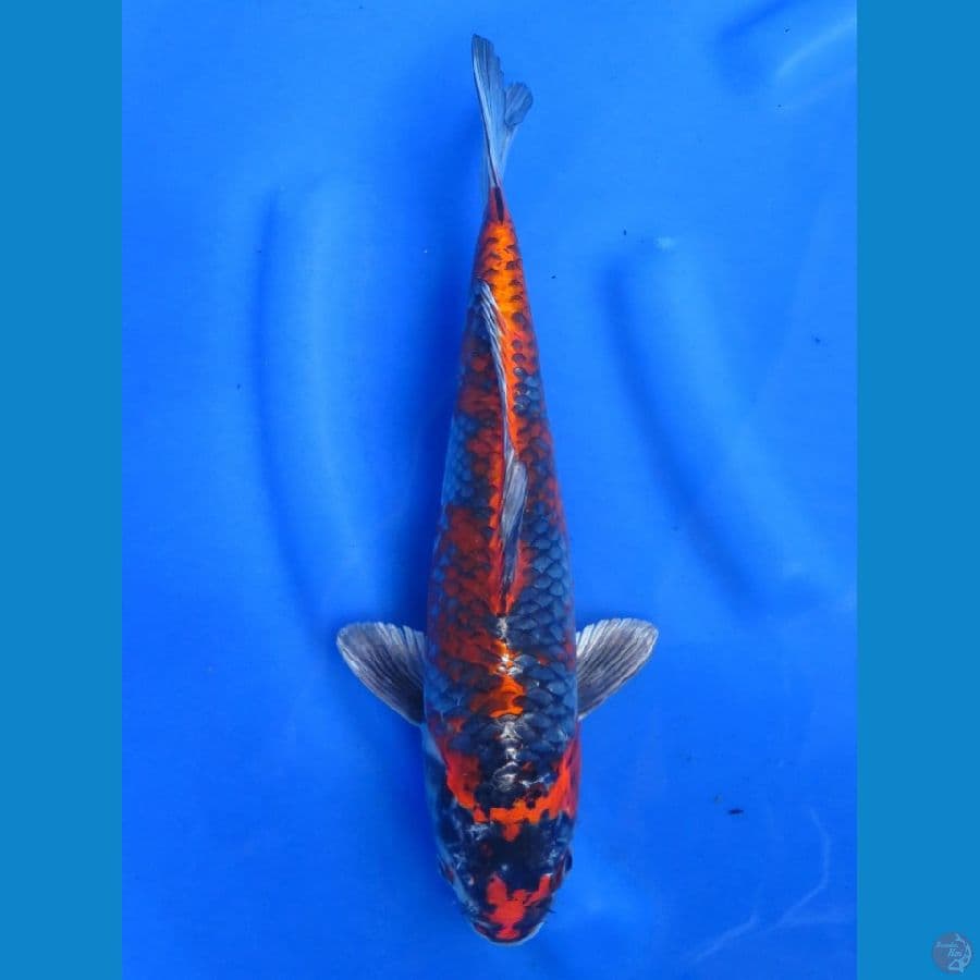 Super Kawarimono , 33cm