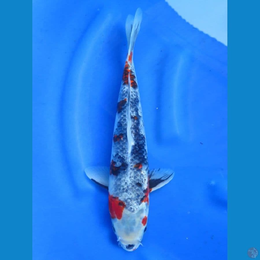  Super Kawarimono 35 cm