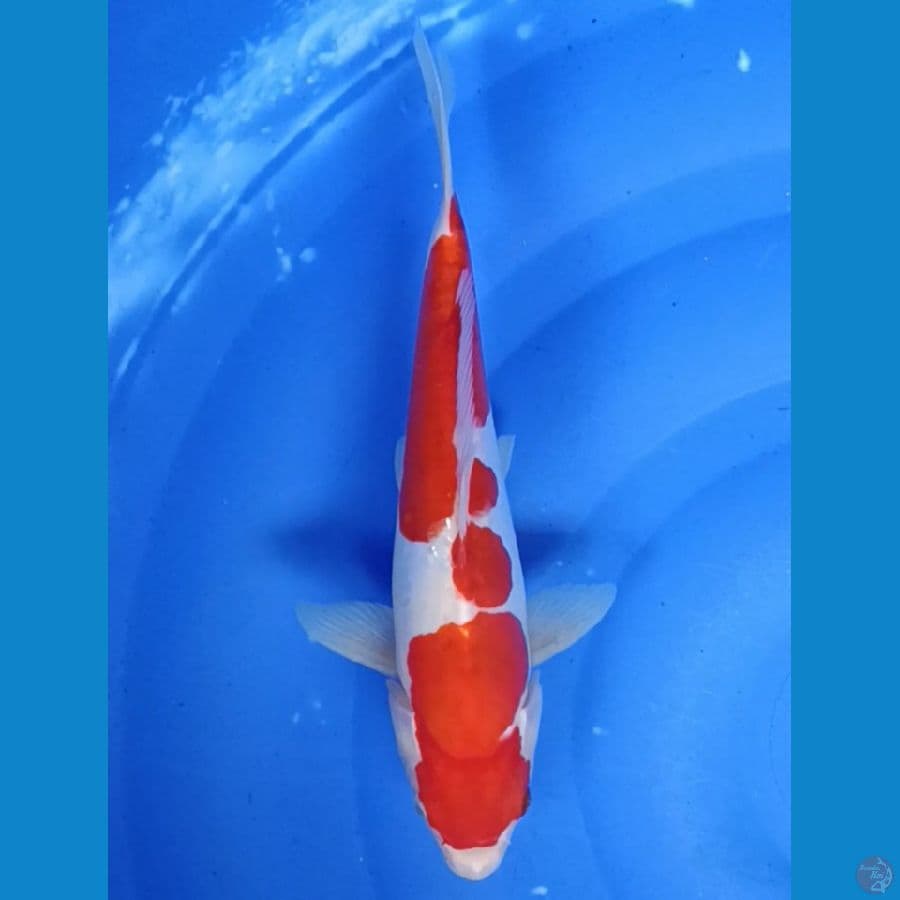 doitsu kohaku 30cm